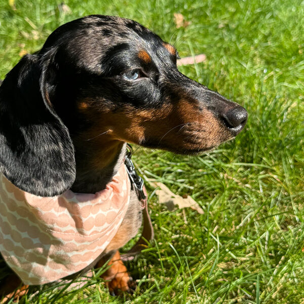 DIY Marimekko Doggy Bandanas