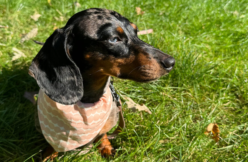 DIY Marimekko Doggy Bandanas